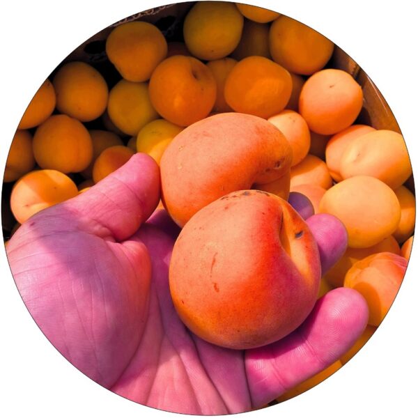 Morela Early Orange wczesne dojrzewanie