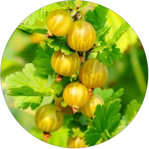 Agrest NA PNIU Hinnonmaki Yellow żółte owoce 80-120 cm