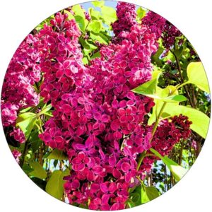 Lilak Znamię Lenina intensywny zapach NA PNIU 50-90 cm