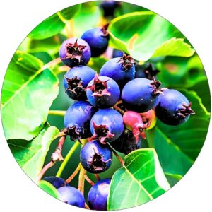 Świdośliwa Kanadyjska regularne owocowanie KRZEW 40-70 cm