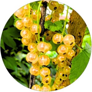 Żółta Porzeczka deserowa odmiana KRZEW 40-60 cm