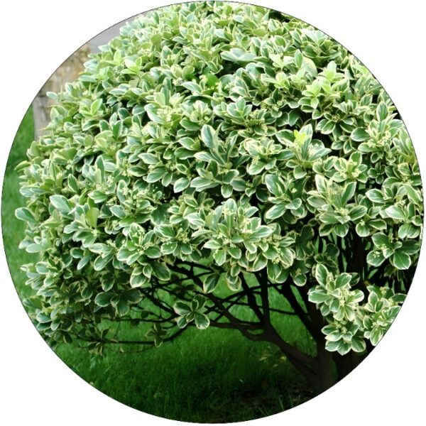 Trzmielina Biało-Zielona na żywopłot KRZEW 25-35 cm