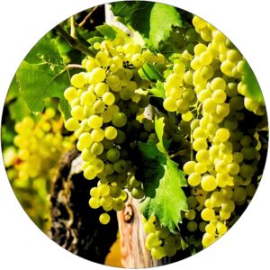 Winogron Arkadia wyjątkowo duże grona KRZEW 60-90 cm