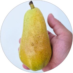 Grusza Carola Karola jesienna odmiana