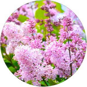 Lilak Perfume pachnące drzewko NA PNIU 80-140 cm