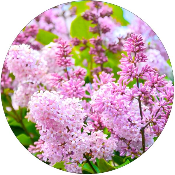 Lilak Perfume pachnące drzewko NA PNIU 80-140 cm