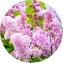 Lilak Perfume pachnące drzewko NA PNIU 80-140 cm