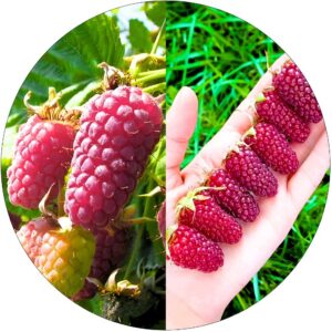 Malinojeżyna Tayberry aromatyczne owoce KRZEW 40-70 cm