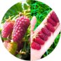 Malinojeżyna Tayberry aromatyczne owoce KRZEW 40-70 cm