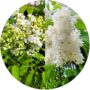 Lilak Madame Florent Stepman dekoracyjny KRZEW 40-80 cm