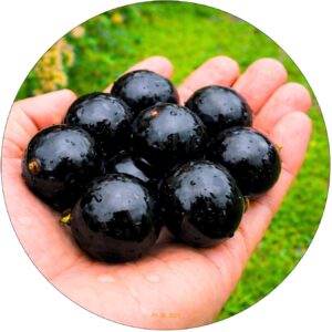 Czarna Porzeczka Gigant wielkoowocowa NA PNIU 80-120 cm