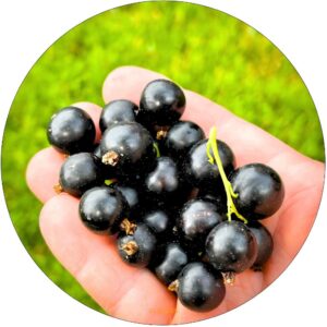 Czarna Porzeczka forma pienna NA PNIU 80-120 cm