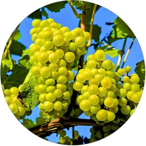 Winogron Solaris wysoka zawartość cukru KRZEW 60-90 cm