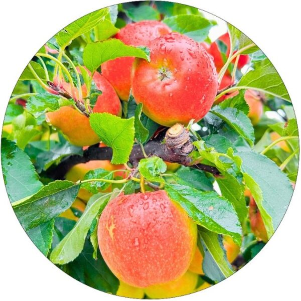 Jabłoń Florina odporna na parch odmiana 100-150 cm