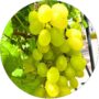 Winogron Timur chrupiący miąższ KRZEW 60-90 cm
