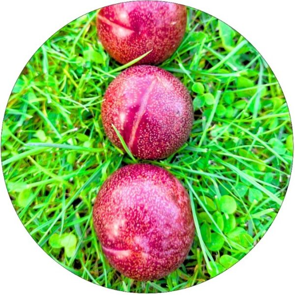 Śliwa Dapple Dandy odmiana do ogrodu i sadu