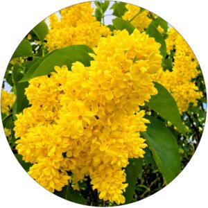 Lilak Primrose piękny wiosenny aromat KRZEW 40-80 cm