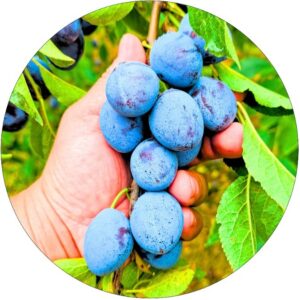 Śliwa Węgierka Zwyczajna do domowego sadu
