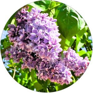 Lilak Michel Buchner elegancki pokrój NA PNIU 50-90 cm