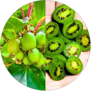 Mini Kiwi Issai KRZEW wczesne bez zapylacza 40-80 cm