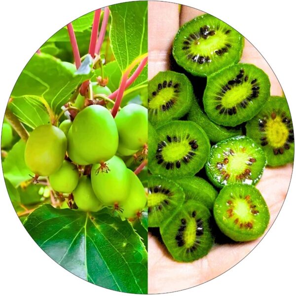 Mini Kiwi Issai KRZEW wczesne bez zapylacza 40-80 cm
