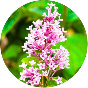 Lilak Josee odporny dekoracyjny lilak KRZEW 35-60 cm