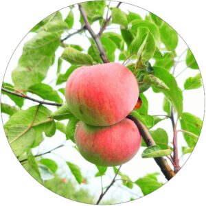 Jabłoń Mekintosz smaczne jesienne jabłka
