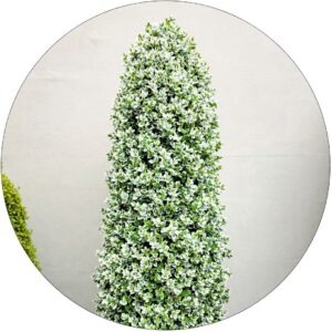 Trzmielina Biała zimozielony gęsty KRZEW 25-35 cm