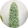 Trzmielina Biała zimozielony gęsty KRZEW 25-35 cm