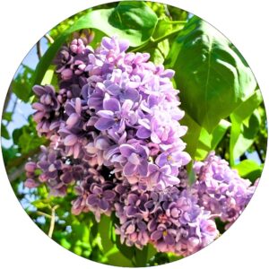 Lilak Michel Buchner dekoracyjna odmiana KRZEW 40-80 cm