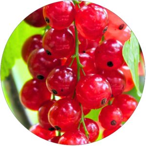 Czerwona Porzeczka Olbrzymia zdrowa NA PNIU 80-120 cm