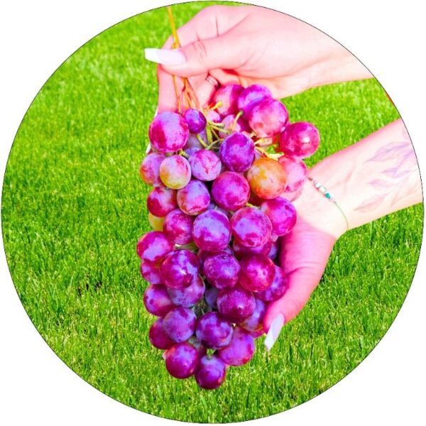 Winogron Einset Seedless różowe owoce KRZEW 60-90 cm