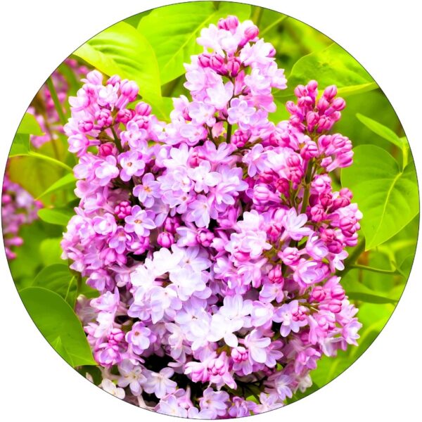 Lilak Belle de Nancy elegancka odmiana KRZEW 40-80 cm