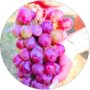 Winogron Kalina winogrona deserowe KRZEW 60-90 cm
