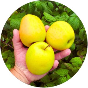 Jabłoń Golden Delicious duże słodkie owoce
