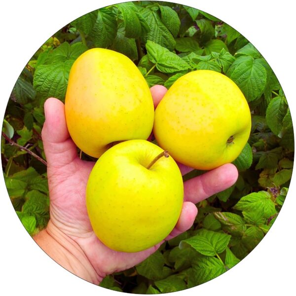 Jabłoń Golden Delicious duże słodkie owoce 100-150 cm