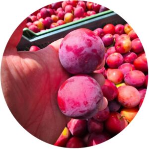Śliwa Opal różowo-fioletowy kolor owoców