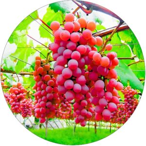 Winogron Swenson Red różowoczerwone owoce KRZEW 60-90 cm