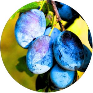 Śliwa Bluefree o dużych słodkich owocach