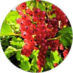 Czerwona Porzeczka Deserowa soczysta KRZEW 40-60 cm
