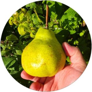 Grusza Dowódcy stara odmiana jesienna