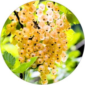 Biała Porzeczka Wiktoria mrozoodporna KRZEW 40-60 cm