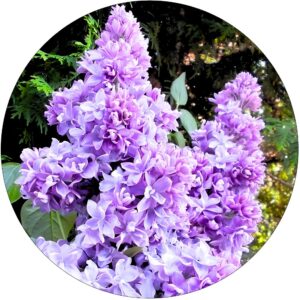 Lilak Nadezhda niebieskoliliowe kwiaty KRZEW 40-80 cm