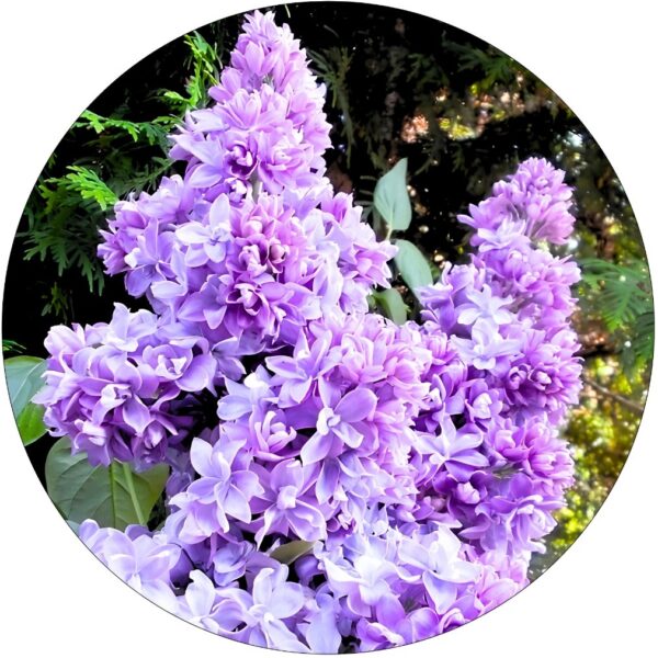 Lilak Nadezhda niebieskoliliowe kwiaty KRZEW 40-80 cm