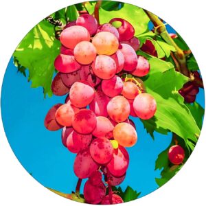Winogron Królowa Nina deserowa winorośl KRZEW 60-90 cm