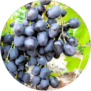Winogron Ajwaz o dużych gronach KRZEW 60-90 cm