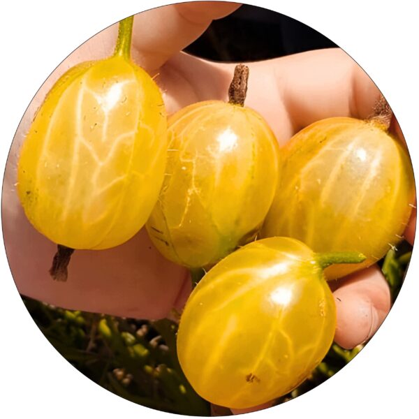 Agrest NA PNIU Hinnonmaki Gelb żółte owoce 80-120 cm