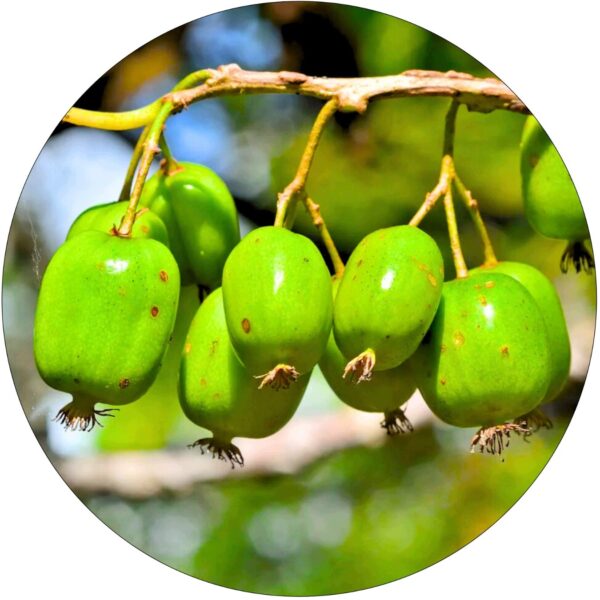 Mini Kiwi Weiki duże sadzonki kiwi KRZEW 40-80 cm