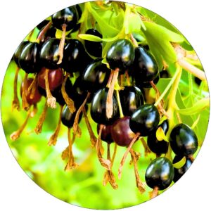 Czarna Porzeczka Black Gold na dżemy KRZEW 40-60 cm