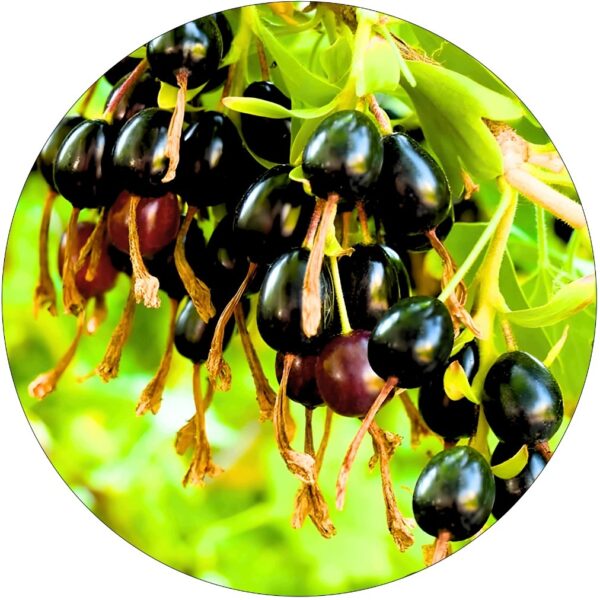 Czarna Porzeczka Black Gold na dżemy KRZEW 40-60 cm